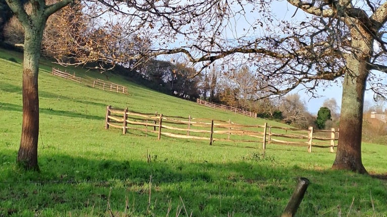 Newly planted trees with a wooden fenced barrier in a field